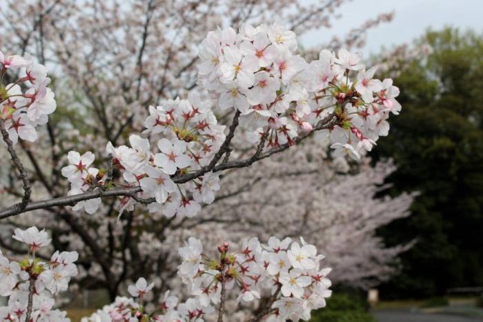 名古屋大學(xué)相當(dāng)于國內(nèi)什么水平